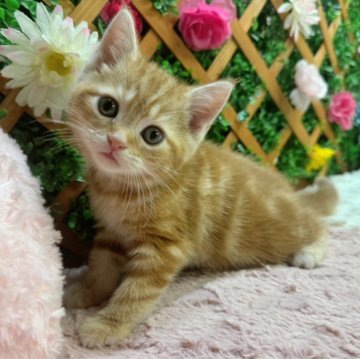 アメリカンショートヘア【長野県・女の子・2024年10月14日・レッドタビー】の写真「カラーが綺麗な女の子☺️」