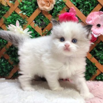 ラグドール【長野県・女の子・2023年11月3日・シールポイントバイカラー】の写真「クリスマスセール🎅甘えん坊な女の子☺️」