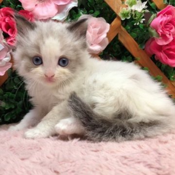 ラグドール【長野県・女の子・2023年11月3日・シールポイントバイカラー】の写真「クリスマスセール🎅超甘えん坊な女の子☺️」