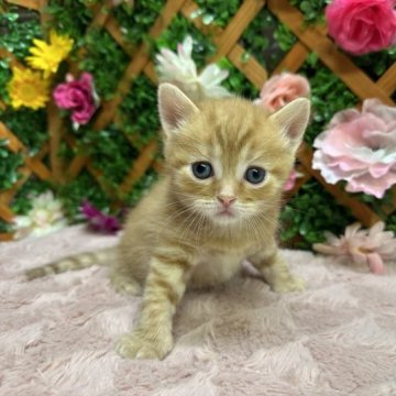 アメリカンショートヘア【長野県・男の子・2023年9月25日・レッドタビー】の写真「人懐っこい男の子😊」