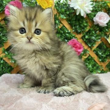 ペルシャ(チンチラ)【長野県・女の子・2022年6月6日・チンチラゴールデン】の写真「なでてもらうのが大好き♪（夏休みセール🏖✨️）」