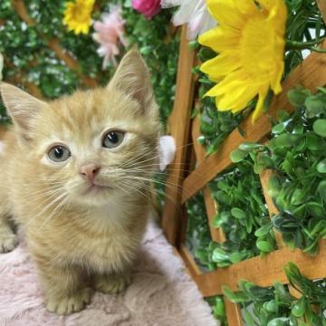 マンチカン(短足)【長野県・男の子・2022年5月26日・レッドタビー（ショート）】の写真「おっとり足短の男の子♪夏休みセール🏖✨️」