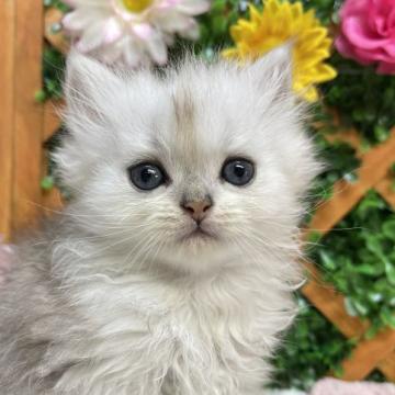 ペルシャ(チンチラ)【長野県・女の子・2022年6月6日・チンチラシルバー】の写真「美人な女の子♪夏休みセール🏖✨️」