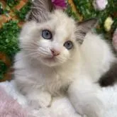 ラグドール【長野県・女の子・2022年6月7日・シールポイントバイカラー】の写真1