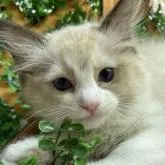 ラグドール【長野県・女の子・2022年5月3日・シールポイントバイカラー】の写真1「7/12撮影」