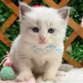 ラグドール【長野県・男の子・2024年10月9日・ブルーポイントバイカラー】の写真1