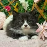 スコティッシュフォールド(立ち耳)【長野県・男の子・2024年8月17日・ブラック&ホワイト】の写真1