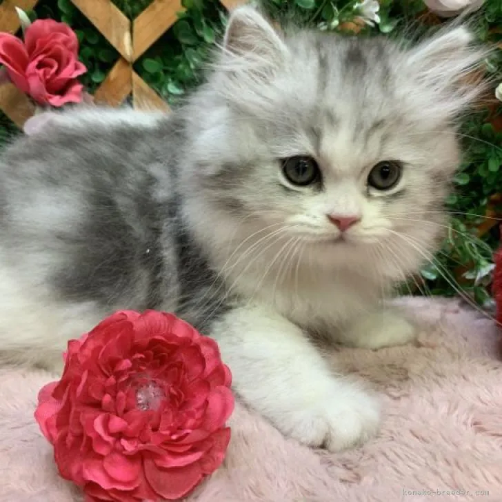 ID：2210-02728の子猫