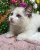 ラグドール【長野県・女の子・2022年6月7日・シールポイントバイカラー】の写真2