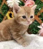 アメリカンショートヘア【長野県・女の子・2023年9月6日・レッドタビー】の写真2