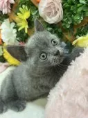 ブリティッシュショートヘア【長野県・女の子・2025年7月14日・ブルー】の写真7