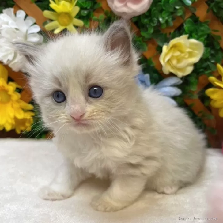 ID:2502-01791の子猫