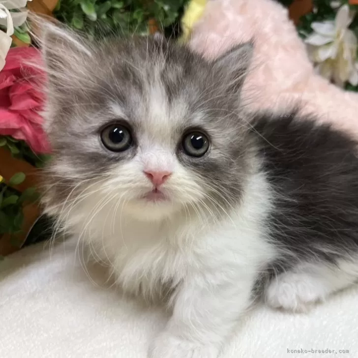ID:2506-01605の子猫
