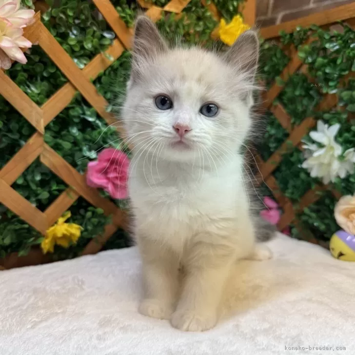 ID:2412-00409の子猫