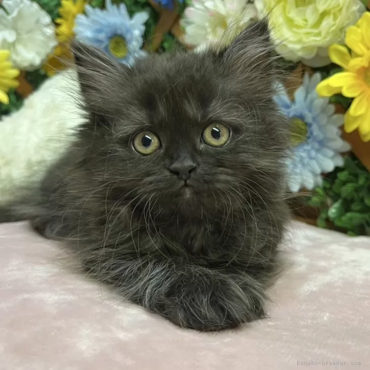 ID：2506-00860の子猫