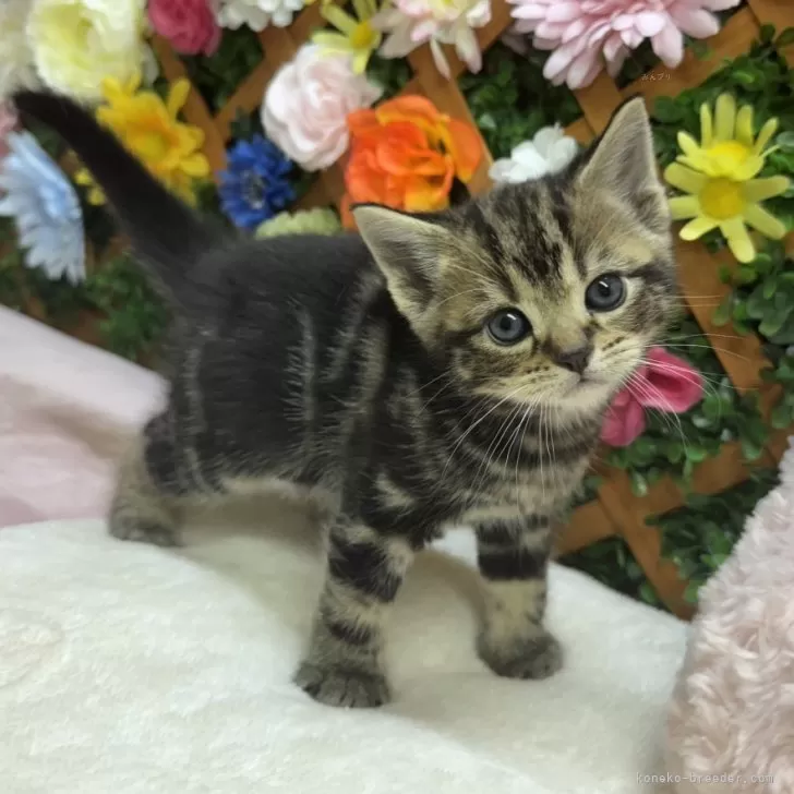 ID：2501-02644の子猫