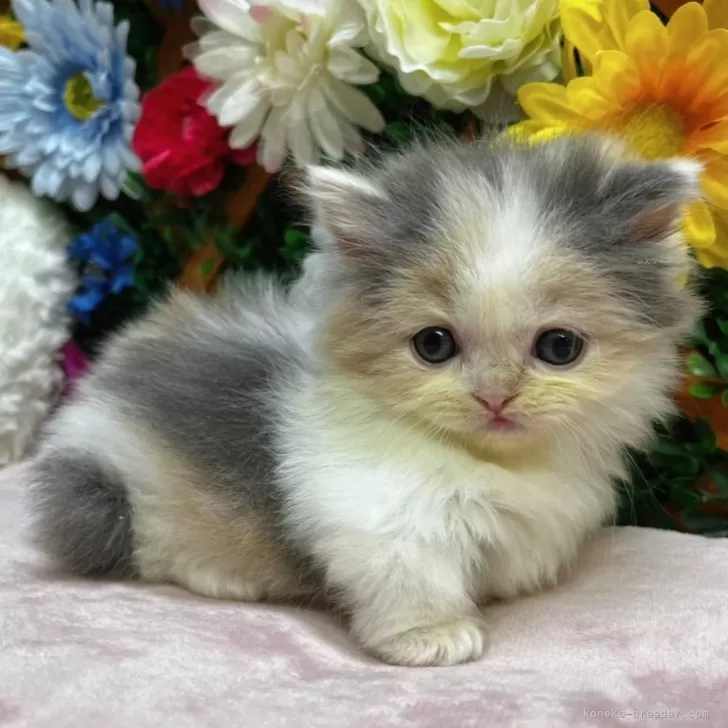 さえ 様のお迎えした子猫