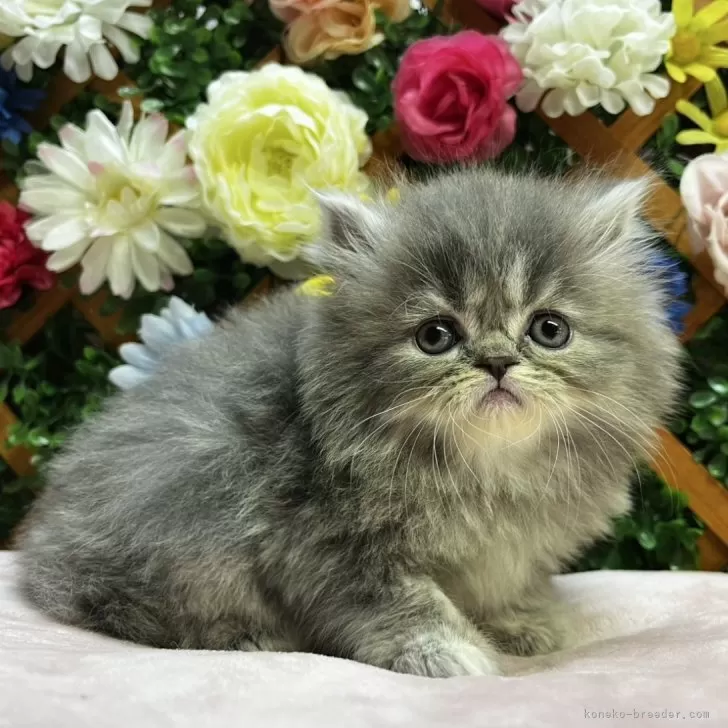 ID:2501-02145の子猫