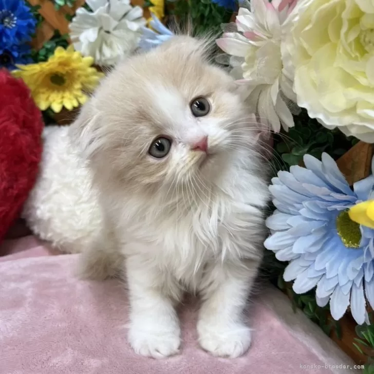 ID：2506-01622の子猫