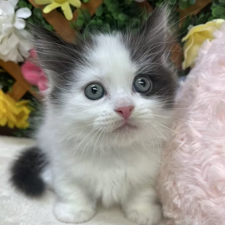 S.T 様のお迎えした子猫