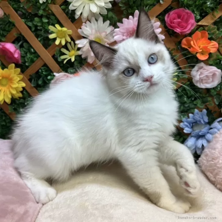 ID:2508-00124の子猫