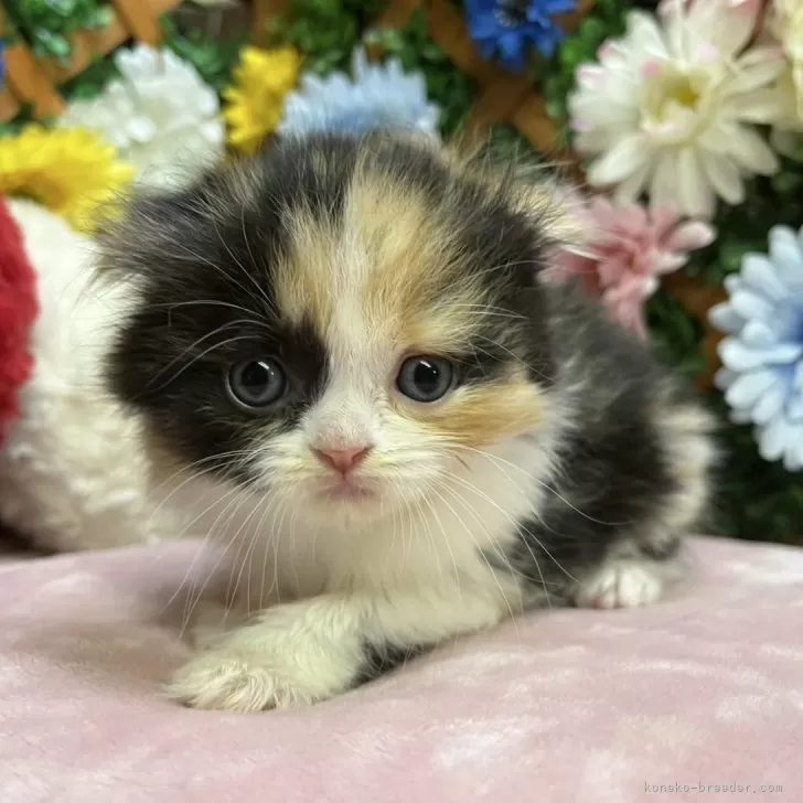 ID：2506-01623の子猫