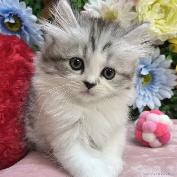 ID:2505-01091の子猫