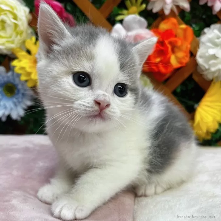 ID:2503-01814の子猫
