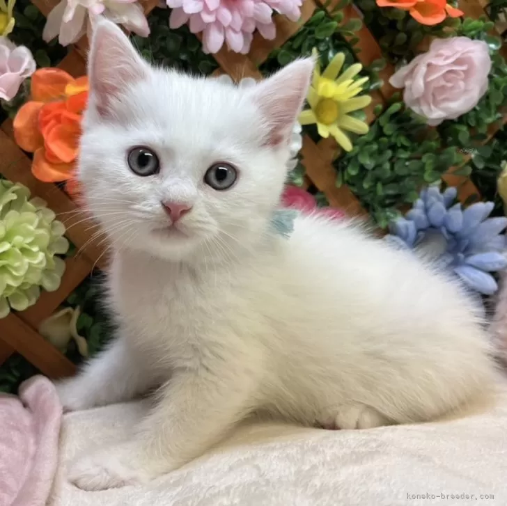 ID：2505-03165の子猫