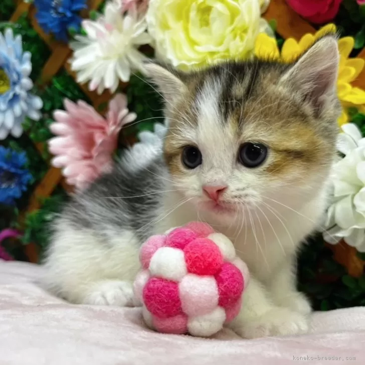 T.O 様のお迎えした子猫