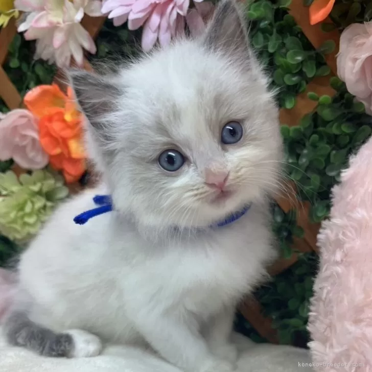 ID：2603-01543の子猫