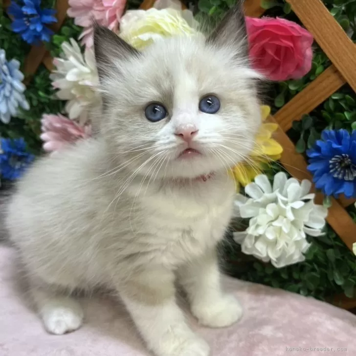 ID:2504-02018の子猫