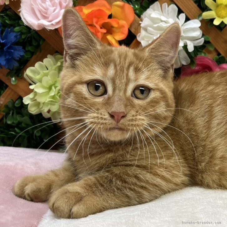 ブリーダー画像