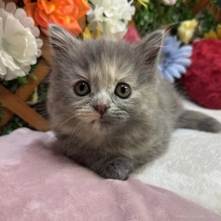 ID：2412-01586の子猫