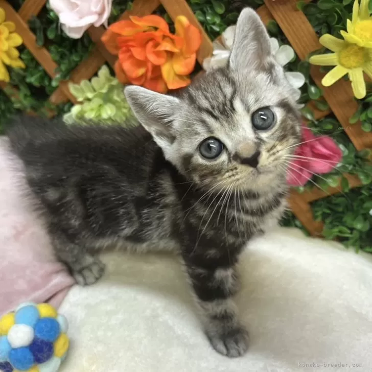 そらまま 様のお迎えした子猫
