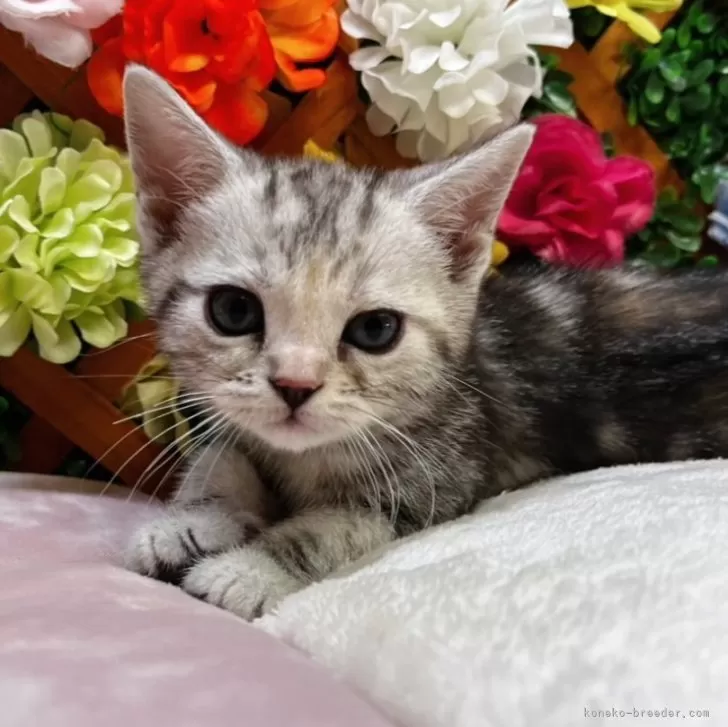 ID：2504-00679の子猫