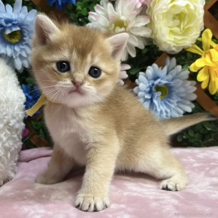 N.N 様のお迎えした子猫