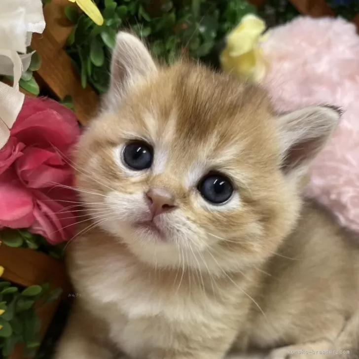 Y.O 様のお迎えした子猫