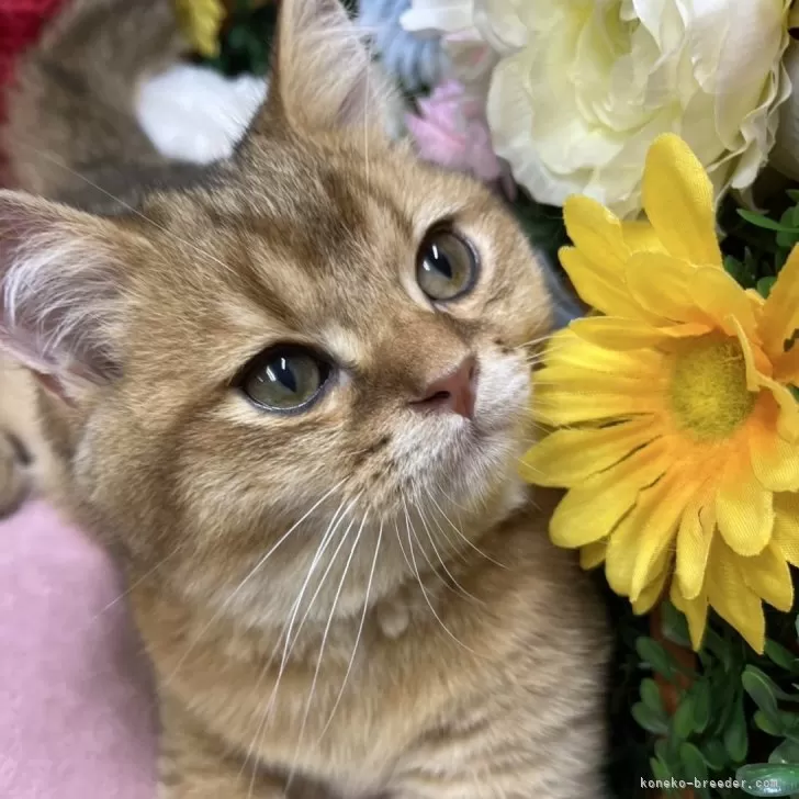 ID:2506-03438の子猫