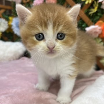 ブリティッシュショートヘア【長野県・男の子・2025年8月15日・ブラックゴールデンホワイト】の写真「ごろんするのが好きな男の子☺️」