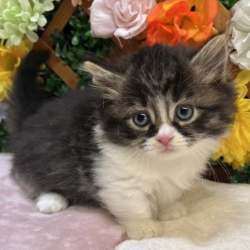 ミヌエット(短足)【長野県・男の子・2025年9月26日・ブラウンタビー&ホワイト（ミディアム）】の写真「超足短のかわいい男の子☺️」