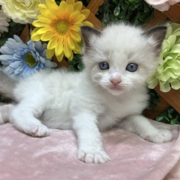 ラグドール【長野県・女の子・2025年6月29日・シールポイントバイカラー】の写真「可愛いお顔の女の子☺️」