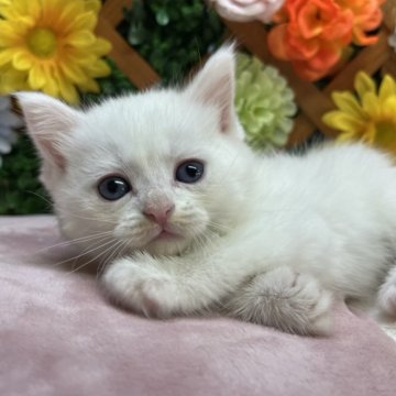 マンチカン(長足)【長野県・男の子・2025年8月25日・ホワイト】の写真「大人しい性格の男の子です☺️」