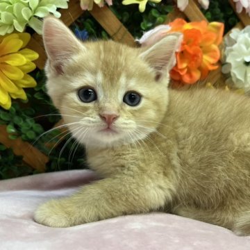 マンチカン(長足)【長野県・男の子・2025年8月25日・レッド】の写真「おっとりさんなかわいい男の子☺️」