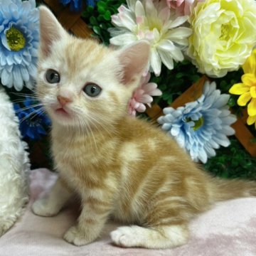 アメリカンショートヘア【長野県・男の子・2025年2月23日・レッドタビー】の写真「人懐っこい男の子☺️」