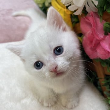 マンチカン(短足)【長野県・男の子・2025年8月25日・ホワイト】の写真「むちむちな短足がかわいい男の子☺️」