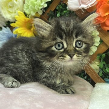 ミヌエット(短足)【長野県・男の子・2025年9月26日・ブラウンタビー（ミディアム）】の写真「超足短の男の子☺️」