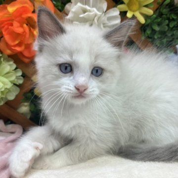 ラグドール【長野県・男の子・2025年8月7日・ブルーポイントバイカラー】の写真「おもちゃがすきな可愛い男の子です☺️」
