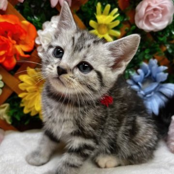 アメリカンショートヘア【長野県・女の子・2025年2月23日・シルバーパッチドタビー】の写真「遊ぶの好きな女の子☺️」