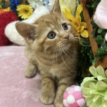 マンチカン(長足)【長野県・男の子・2025年6月29日・レッドタビー（ショート）】の写真「まったりな女の子☺️」
